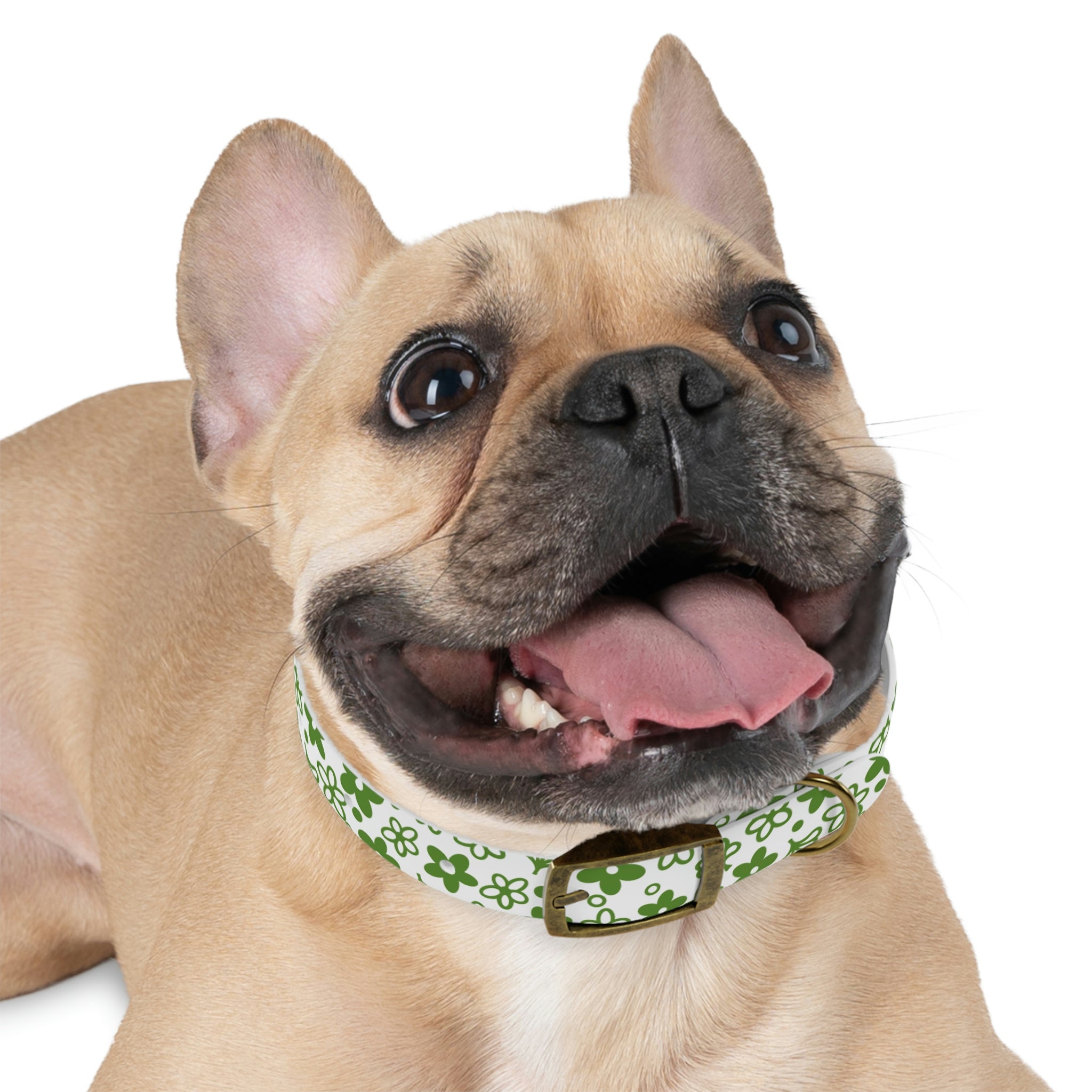 Lazy daisy clearance dog collars